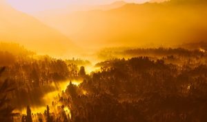 Kenapa Indonesia Harus Punya Hari Hutan Nasional?