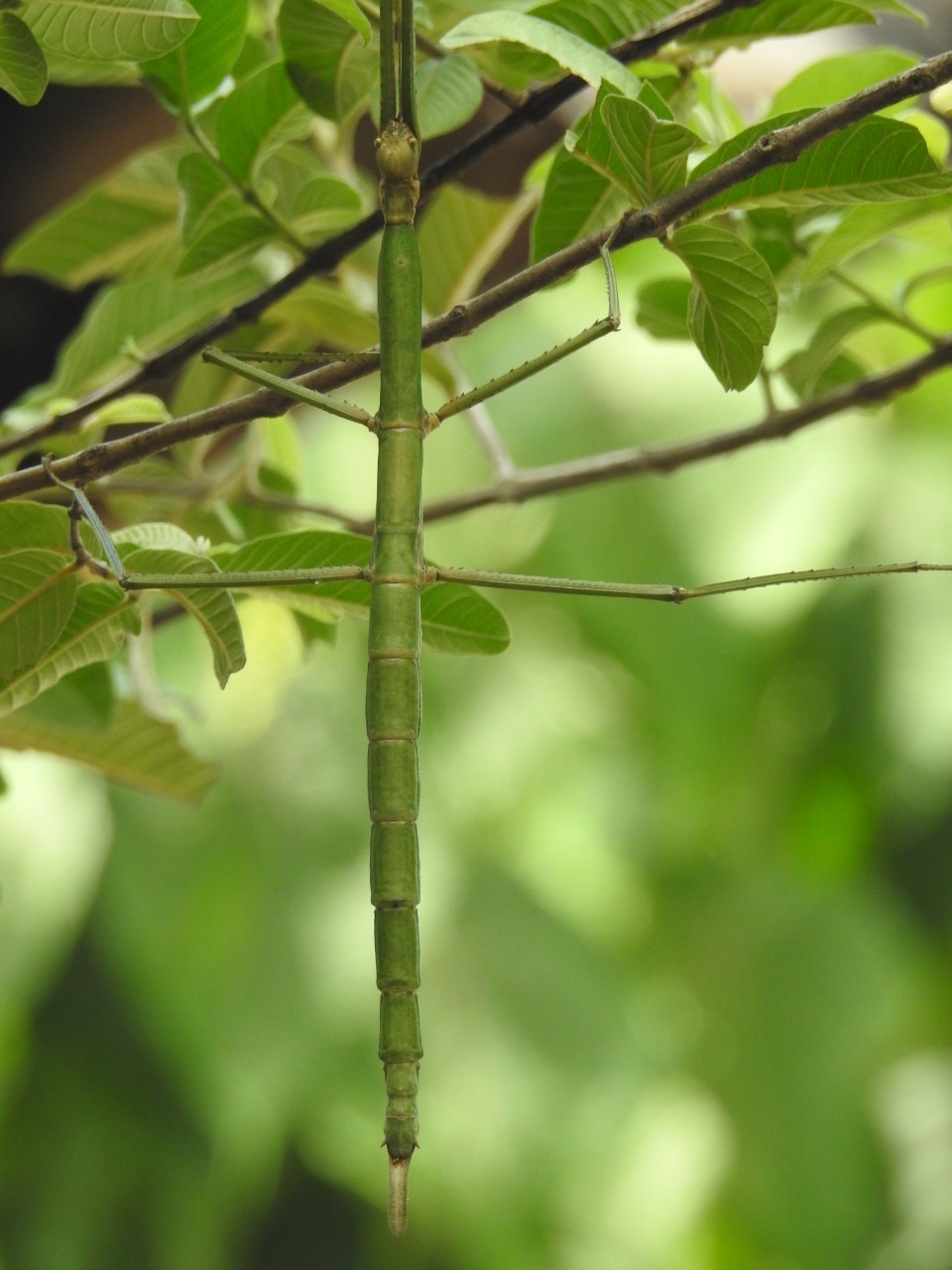 Nesiophasma sobesonbaaii