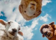 Review: The Sheep Detectives, Live-Action Yang Kental Dengan Sentuhan Dunia Novel